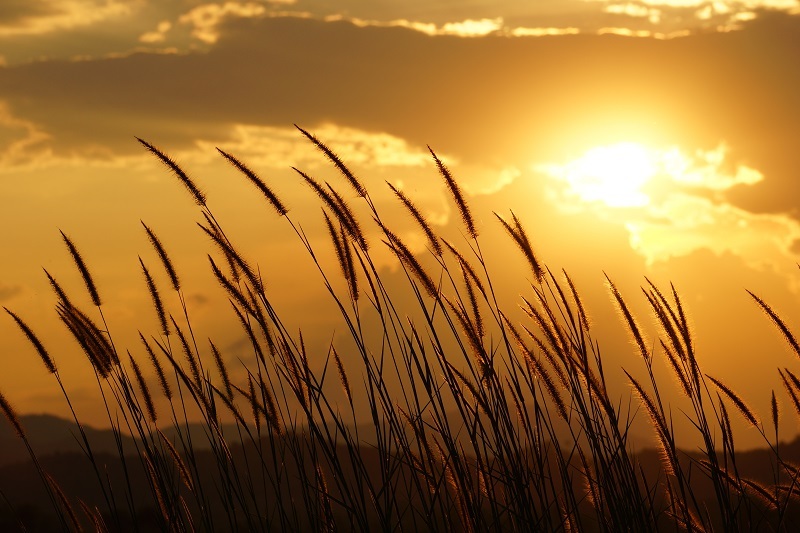 Florists flowers / month flowers