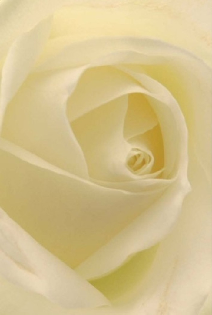 Viewed close and true, a classic white rose unfurls within a Fitzrovia bouquet, inviting contemplation of each artfully layered petal. The blossom's tranquil palette-a gradation of ivory, cream, and pearl-sweeps seamlessly inwards, each delicate edge lined in the softest matte, as if illuminated by the cool, natural light so often found along tree-lined streets like Cleveland Street. The arrangement is one of quiet elegance, suited perfectly to heartfelt occasions ranging from romantic gestures to apologies that need no further words, to centrepieces gracing wedding tables in the neighbourhood's storied venues. The intricate spiral at its heart suggests purity and resilience, while the subtle interplay of colour and velvety shadow enhances its natural sophistication. As the rose's gentle, clean scent drifts softly, it embodies the peaceful charm and dignity of Fitzrovia itself. Crafted with an eye for balance and nuance, this bouquet is an ideal offering-evocative of timeless memories sparked on local avenues and thoughtful deliveries made by a florist deeply connected to the pulse of the area.