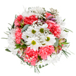 This hand-arranged bouquet from Fitzrovia evokes the spirit of renewal and celebration, reminiscent of spring mornings along Goodge Street. At its center, bright white daisies with lime-green cores radiate optimism, encircled by the plush, ruffled forms of coral-pink carnations that invite touch and warmth. Wisps of gypsophila intermingle, their tiny star-like blooms catching the light and softening the overall design, while subtle tips of alstroemeria buds-flushed with purple and deep pink-add refinement and a hint of anticipation. The interplay of silvery eucalyptus and rich green foliage creates a tonal harmony, anchoring the airy composition in freshness and subtle fragrance-echoing the hidden courtyards and leafy corners unique to Fitzrovia. Resting against a clean white backdrop, each detail pops vividly, making the bouquet ideal for marking joyful occasions such as birthdays, anniversaries, or new beginnings, or simply for brightening up an office near Oxford Circus. The design balances exuberance and tranquility, embodying the florist's heartfelt craftsmanship and a deep connection to Fitzrovia's vibrant community. This bouquet is more than flowers-it's a local gesture of joy and hope, freshly available for prompt delivery across W1.